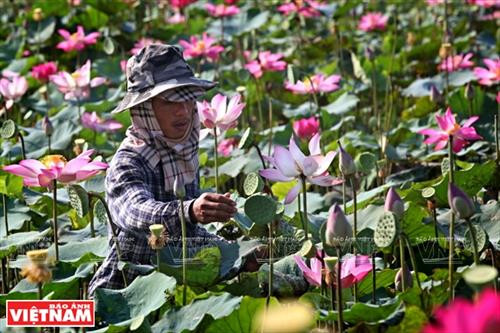 Chè sen - tinh túy ẩm thực Hà Nội ảnh 1