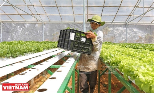 Một công nhân thu hoạch rau thủy canh tại nông trại Bạch Cúc (huyện Lạc Dương, Lâm Đồng) Một công nhân thu hoạch rau thủy canh tại nông trại Bạch Cúc (huyện Lạc Dương, Lâm Đồng)