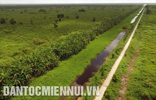 Hệ sinh thái tự nhiên đặc trưng tại Vườn Quốc Gia U Minh Thượng. Ảnh: An Hiếu Hệ sinh thái tự nhiên đặc trưng tại Vườn Quốc Gia U Minh Thượng. Ảnh: An Hiếu