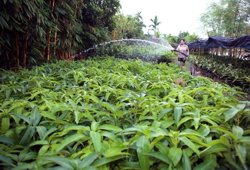 Hộ nông dân Đặng Huy On ở xã Hòa Ninh, huyện Long Hồ được Hội Nông dân tỉnh hỗ trợ vay vốn mở rộng sản xuất cây giống các loại, phát huy hiệu quả. Hộ nông dân Đặng Huy On ở xã Hòa Ninh, huyện Long Hồ được Hội Nông dân tỉnh hỗ trợ vay vốn mở rộng sản xuất cây giống các loại, phát huy hiệu quả.