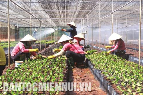 Ươm cây giống cà phê ở Viện Nông Lâm nghiệp Tây Nguyên. Ảnh: Phạm Cường