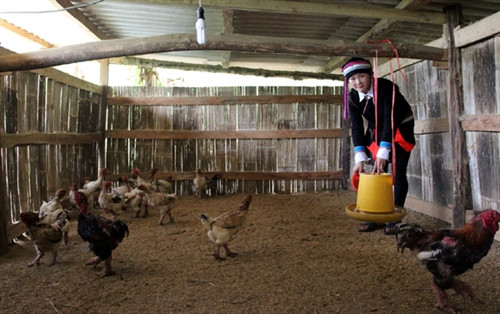 Chị Đặng Thị Quyền chăm sóc đàn gà Đông Tảo.