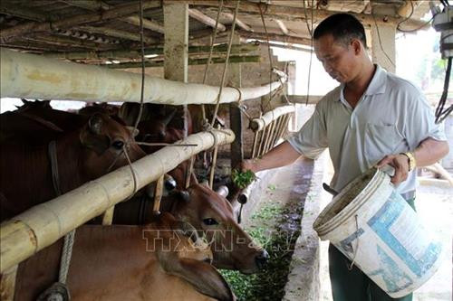 Ông Nguyễn Trọng Đức, trú tại thôn Quế Phú, xã Yên Lễ, huyện Như Xuân đã thoát nghèo nhờ mô hình trồng rừng, kết hợp chăn nuôi với thu nhập khoảng 300 triệu/năm. Ảnh: Nguyễn Nam - TTXVN Ông Nguyễn Trọng Đức, trú tại thôn Quế Phú, xã Yên Lễ, huyện Như Xuân đã thoát nghèo nhờ mô hình trồng rừng, kết hợp chăn nuôi với thu nhập khoảng 300 triệu/năm. Ảnh: Nguyễn Nam - TTXVN