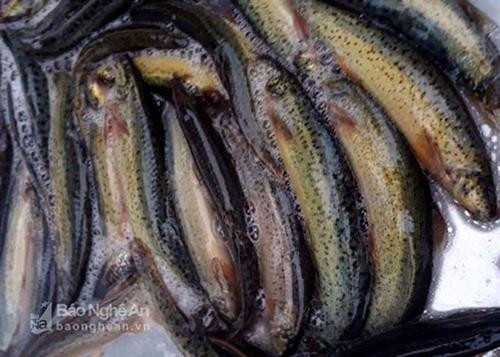 Sau 4 tháng nuôi, cá chạch của gia đình ông Đậu Tiến Sỹ đạt trọng lượng 45 con/kg. Ảnh: vov.vn Sau 4 tháng nuôi, cá chạch của gia đình ông Đậu Tiến Sỹ đạt trọng lượng 45 con/kg. Ảnh: vov.vn