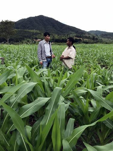 Trên cánh đồng ngô 7,3 ha của người Xê Đăng, làng Kon Vi Vàng, xã Đăk Tờ Lùng. Ảnh: Cao Nguyên - TTXVN Trên cánh đồng ngô 7,3 ha của người Xê Đăng, làng Kon Vi Vàng, xã Đăk Tờ Lùng. Ảnh: Cao Nguyên - TTXVN