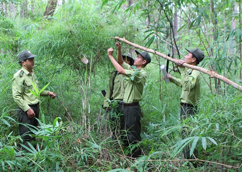 Kiểm lâm Vườn Quốc gia Yok Đôn tháo dỡ bẫy thú.