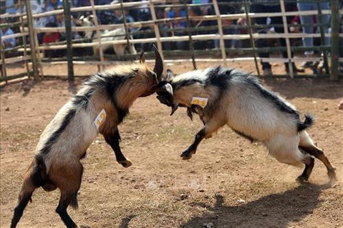 Công tác chuẩn bị nơi chọi dê được tiến hành từ sáng sớm. Ảnh: Phan Tuấn Anh - TTXVN Người dân mang dê đến thi đấu tại xã Xá Nhè. Tiêu chuẩn của dê chọi là dê đực từ 2 tuổi trở lên, ngoại hình cân đối, khỏe mạnh, sừng chắc khỏe, chân móng to, nhanh nhẹn, linh hoạt, không nhiễm các bệnh về gia súc. Ảnh: Phan Tuấn Anh - TTXVN Để cân trọng lượng dê, các chủ dê phải bế từng con lên cân. Ảnh: Phan Tuấn Anh - TTXVN Để kích thích các “đấu sĩ” dê thi đấu, trọng tài cầm sừng của các đối thủ cọ vào nhau. Ảnh: Phan Tuấn Anh - TTXVN Những "đấu sĩ" dê được buộc riêng trước khi thi đấu. Ảnh: Phan Tuấn Anh - TTXVN Tiêu chuẩn của dê chọi là dê đực từ 2 tuổi trở lên, ngoại hình cân đối, khỏe mạnh, sừng chắc khỏe, chân móng to, nhanh nhẹn, linh hoạt, không nhiễm các bệnh về gia súc. Ảnh: Phan Tuấn Anh - TTXVN Miếng đánh “hổ vồ” của dê số 13. Ảnh: Phan Tuấn Anh - TTXVN Một em bé được bố đưa đi xem chọi dê. Ảnh: Phan Tuấn Anh - TTXVN Công tác chuẩn bị nơi chọi dê được tiến hành từ sáng sớm. Ảnh: Phan Tuấn Anh - TTXVN Người dân mang dê đến thi đấu tại xã Xá Nhè. Tiêu chuẩn của dê chọi là dê đực từ 2 tuổi trở lên, ngoại hình cân đối, khỏe mạnh, sừng chắc khỏe, chân móng to, nhanh nhẹn, linh hoạt, không nhiễm các bệnh về gia súc. Ảnh: Phan Tuấn Anh - TTXVN Để cân trọng lượng dê, các chủ dê phải bế từng con lên cân. Ảnh: Phan Tuấn Anh - TTXVN Để kích thích các “đấu sĩ” dê thi đấu, trọng tài cầm sừng của các đối thủ cọ vào nhau. Ảnh: Phan Tuấn Anh - TTXVN Những "đấu sĩ" dê được buộc riêng trước khi thi đấu. Ảnh: Phan Tuấn Anh - TTXVN Tiêu chuẩn của dê chọi là dê đực từ 2 tuổi trở lên, ngoại hình cân đối, khỏe mạnh, sừng chắc khỏe, chân móng to, nhanh nhẹn, linh hoạt, không nhiễm các bệnh về gia súc. Ảnh: Phan Tuấn Anh - TTXVN Miếng đánh “hổ vồ” của dê số 13. Ảnh: Phan Tuấn Anh - TTXVN Một em bé được bố đưa đi xem chọi dê. Ảnh: Phan Tuấn Anh - TTXVN