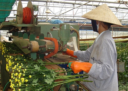 Container hoa đầu tiên từ Đà Lạt vừa xuất sang Nga