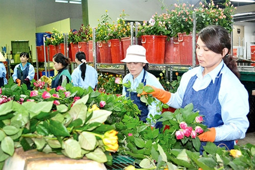 Hoạt động sản xuất tại Dalat Hasfarm. Ảnh: V.Báu