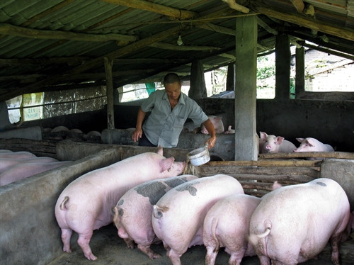 Bà con nông dân Bắc Sơn áp dụng mô hình nuôi lợn Móng Cái cho hiệu quả kinh tế cao Bà con nông dân Bắc Sơn áp dụng mô hình nuôi lợn Móng Cái cho hiệu quả kinh tế cao
