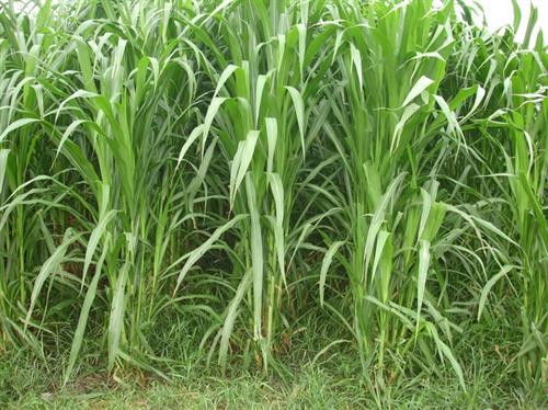 Cỏ voi thuộc họ hoà thảo, thân đứng. Ảnh : nuoitrong123.com Cỏ voi thuộc họ hoà thảo, thân đứng. Ảnh : nuoitrong123.com