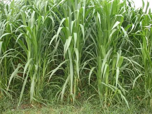 Cỏ voi thuộc họ hoà thảo, thân đứng. Ảnh : nuoitrong123.com