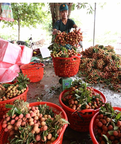 Phân loại, sơ chế vải thiều trước khi đem đi tiêu thụ Phân loại, sơ chế vải thiều trước khi đem đi tiêu thụ