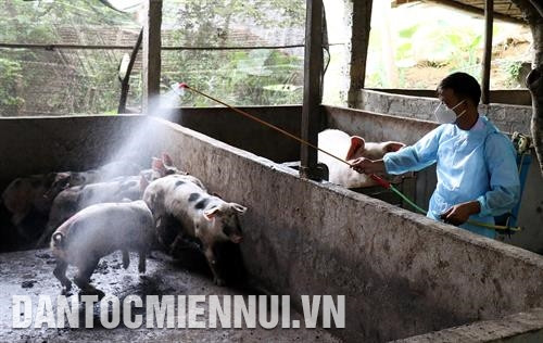 Phun thuốc phòng bệnh trực tiếp cho vật nuôi khỏe. Ảnh: Quốc Khánh