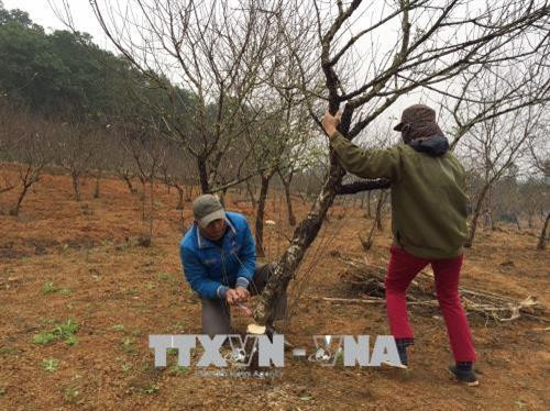 Cứ mỗi dịp Tết đến Xuân về, xã Đông Sơn, thành phố Tam Điệp, vùng đất được mệnh danh là thủ phủ đào phai của tỉnh Ninh Bình lại nhộn nhịp hẳn lên. Trong nhiều năm trở lại đây, người dân Đông Sơn đã nhạy bén với thị trường Tết, phát triển diện tích trồng đào và đưa cây đào phai trở thành cây trồng chủ lực trong phát triển kinh tế của địa phương. Trong ảnh: Một cành đào được nhà vườn đưa ra thị trường tiêu thụ trong dịp Tết. Ảnh: Ninh Đức Phương - TTXVN Cứ mỗi dịp Tết đến Xuân về, xã Đông Sơn, thành phố Tam Điệp, vùng đất được mệnh danh là thủ phủ đào phai của tỉnh Ninh Bình lại nhộn nhịp hẳn lên. Trong nhiều năm trở lại đây, người dân Đông Sơn đã nhạy bén với thị trường Tết, phát triển diện tích trồng đào và đưa cây đào phai trở thành cây trồng chủ lực trong phát triển kinh tế của địa phương. Trong ảnh: Một cành đào được nhà vườn đưa ra thị trường tiêu thụ trong dịp Tết. Ảnh: Ninh Đức Phương - TTXVN