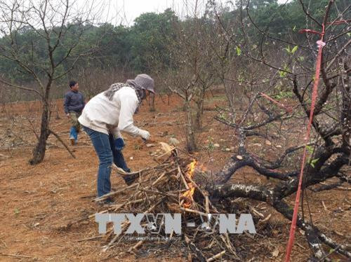 Cứ mỗi dịp Tết đến Xuân về, xã Đông Sơn, thành phố Tam Điệp, vùng đất được mệnh danh là thủ phủ đào phai của tỉnh Ninh Bình lại nhộn nhịp hẳn lên. Trong nhiều năm trở lại đây, người dân Đông Sơn đã nhạy bén với thị trường Tết, phát triển diện tích trồng đào và đưa cây đào phai trở thành cây trồng chủ lực trong phát triển kinh tế của địa phương. Trong ảnh: Đốt gốc đào trước khi cắm sẽ làm cho cành đào tươi lâu hơn và ra hoa đẹp hơn. Ảnh: Ninh Đức Phương - TTXVN Cứ mỗi dịp Tết đến Xuân về, xã Đông Sơn, thành phố Tam Điệp, vùng đất được mệnh danh là thủ phủ đào phai của tỉnh Ninh Bình lại nhộn nhịp hẳn lên. Trong nhiều năm trở lại đây, người dân Đông Sơn đã nhạy bén với thị trường Tết, phát triển diện tích trồng đào và đưa cây đào phai trở thành cây trồng chủ lực trong phát triển kinh tế của địa phương. Trong ảnh: Đốt gốc đào trước khi cắm sẽ làm cho cành đào tươi lâu hơn và ra hoa đẹp hơn. Ảnh: Ninh Đức Phương - TTXVN