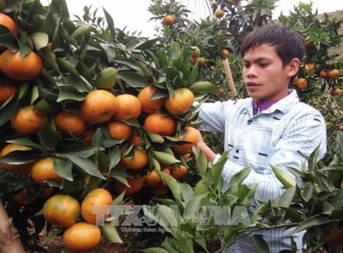 Anh Triệu Văn Mừng, ở bản Khe Lành, xã Mường Thải, huyện Phù Yên, tỉnh Sơn La bên những chùm cam chín vàng, mọng nước. Ảnh: Nguyễn Cường - TTXVN Anh Triệu Văn Mừng, ở bản Khe Lành, xã Mường Thải, huyện Phù Yên, tỉnh Sơn La bên những chùm cam chín vàng, mọng nước. Ảnh: Nguyễn Cường - TTXVN