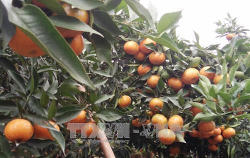 Những quả cam chín vàng tại vườn nhà anh Triệu Văn Mừng ở bản Khe Lành, xã Mường Thải, huyện Phù Yên, tỉnh Sơn La. Ảnh: Nguyễn Cường – TTXVN Những quả cam chín vàng tại vườn nhà anh Triệu Văn Mừng ở bản Khe Lành, xã Mường Thải, huyện Phù Yên, tỉnh Sơn La. Ảnh: Nguyễn Cường – TTXVN