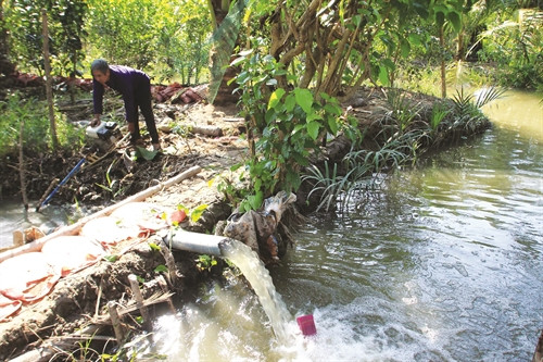 Đắp đất ngăn mặn xâm nhập vào vườn cây ăn trái Đắp đất ngăn mặn xâm nhập vào vườn cây ăn trái