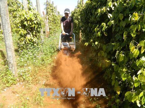 Chiếc máy đào, xới đa năng do ông Quang sáng chế mang lại hiệu quả gấp 5 lần so với đào thủ công, trong khi chi phí xăng không đáng kể. Ảnh: Hoài Nam - TTXVN Chiếc máy đào, xới đa năng do ông Quang sáng chế mang lại hiệu quả gấp 5 lần so với đào thủ công, trong khi chi phí xăng không đáng kể. Ảnh: Hoài Nam - TTXVN