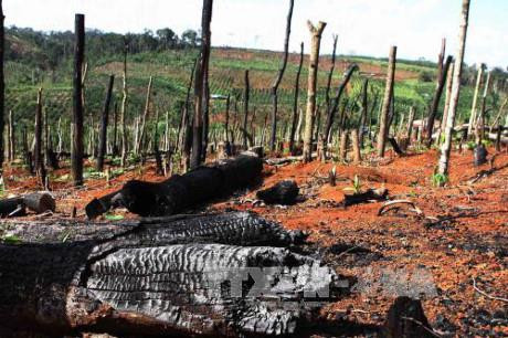 Rừng tự nhiên bị tàn phá, thay thế vào đó là những trụ trồng hồ tiêu. Ảnh: Dương Giang/TTXVN