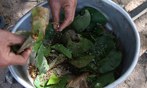 Những thợ săn kiến vàng thường đi dọc suối và tập trung quan sát trên các ngọn cây để tìm tổ kiến. Tổ kiến được những con kiến vàng to, vàng ươm, bụng căng mọng bảo vệ. Những tổ kiến nhỏ ở gần mặt đất, thợ săn kiến dễ dàng bắt cả tổ mang về. Những tổ kiến vàng có kích thước “khủng” thường được làm trên cây cao, thợ săn kiến phải leo lên mới bắt được tổ. Tuy nhiên việc bắt kiến không phải lúc nào cũng suôn sẻ. Tổ kiến bị vỡ, kiến tràn ra ngoài. Kiến vàng trưởng thành, kiến con, trứng kiến nằm lăn lóc trên đất. Ông Nay Mơ (buôn Chư Krih, xã Chư Drăng, huyện Krông Pa) dùng tay không bắt kiến. Cả tổ kiến được bắt bỏ vào bao mang sẵn. Kiến vàng và trứng kiến được rang sơ trên chảo nóng rồi loại bỏ phần rác, lá cây. Kiến vàng và trứng kiến đã được làm sạch, chuẩn bị chế biến muối kiến vàng. Kiến vàng và trứng kiến được giã cùng một số gia vị khác như muối, ớt rừng, lá thèn len… Muối kiến vàng có vị chua, mặn nên có thể ăn không hoặc ăn chung với cơm trắng, rau luộc, thịt luộc, thịt bò….. Những thợ săn kiến vàng thường đi dọc suối và tập trung quan sát trên các ngọn cây để tìm tổ kiến. Tổ kiến được những con kiến vàng to, vàng ươm, bụng căng mọng bảo vệ. Những tổ kiến nhỏ ở gần mặt đất, thợ săn kiến dễ dàng bắt cả tổ mang về. Những tổ kiến vàng có kích thước “khủng” thường được làm trên cây cao, thợ săn kiến phải leo lên mới bắt được tổ. Tuy nhiên việc bắt kiến không phải lúc nào cũng suôn sẻ. Tổ kiến bị vỡ, kiến tràn ra ngoài. Kiến vàng trưởng thành, kiến con, trứng kiến nằm lăn lóc trên đất. Ông Nay Mơ (buôn Chư Krih, xã Chư Drăng, huyện Krông Pa) dùng tay không bắt kiến. Cả tổ kiến được bắt bỏ vào bao mang sẵn. Kiến vàng và trứng kiến được rang sơ trên chảo nóng rồi loại bỏ phần rác, lá cây. Kiến vàng và trứng kiến đã được làm sạch, chuẩn bị chế biến muối kiến vàng. Kiến vàng và trứng kiến được giã cùng một số gia vị khác như muối, ớt rừng, lá thèn len… Muối kiến vàng có vị chua, mặn nên có thể ăn không hoặc ăn chung với cơm trắng, rau luộc, thịt luộc, thịt bò…..