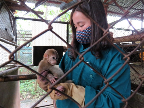Cán bộ Trung tâm cứu hộ, bảo tồn và phát triển sinh vật Phong Nha - Kẻ Bàng chăm sóc sức khỏe linh trưởng.