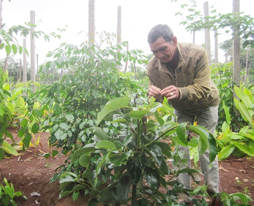 Ông Y’Blăm Niê chăm sóc vườn cây mới xen canh. Ông Y’Blăm Niê chăm sóc vườn cây mới xen canh.