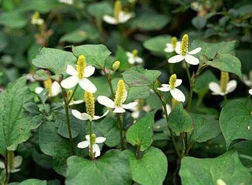 Rau diếp cá vị cay, hơi lạnh, có tác dụng thanh nhiệt giải độc, lợi thuỷ tiêu thũng Rau diếp cá vị cay, hơi lạnh, có tác dụng thanh nhiệt giải độc, lợi thuỷ tiêu thũng