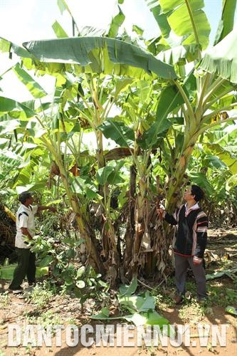Anh Kpă Meo phát dọn vườn chuối trên rẫy. Ảnh: Hoàng Hà Anh Kpă Meo phát dọn vườn chuối trên rẫy. Ảnh: Hoàng Hà