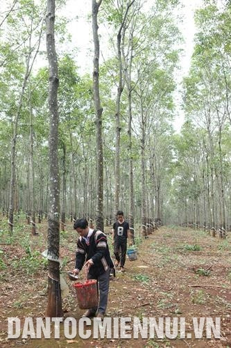Anh Kpă Meo thu hoạch mủ cao su tại khu 6 ha cao su của gia đình. Ảnh: Hoàng Hà Anh Kpă Meo thu hoạch mủ cao su tại khu 6 ha cao su của gia đình. Ảnh: Hoàng Hà