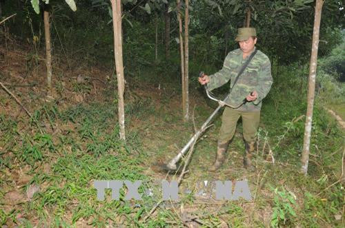 Người dân chăm sóc rừng quế. Ảnh: Vũ Hoàng Giang - TTXVN Người dân chăm sóc rừng quế. Ảnh: Vũ Hoàng Giang - TTXVN