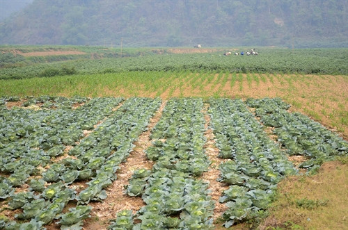 Vùng chuyên canh rau xã Pom Lót (Điện Biên). Vùng chuyên canh rau xã Pom Lót (Điện Biên).
