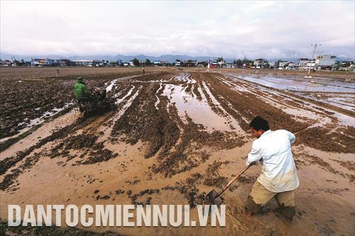 Trước khi xuống giống vụ đông xuân, mặt ruộng cần được san bằng, xới đất thật kỹ, giúp cho cây lúa nhanh bắt rễ và phát triển tốt Trước khi xuống giống vụ đông xuân, mặt ruộng cần được san bằng, xới đất thật kỹ, giúp cho cây lúa nhanh bắt rễ và phát triển tốt