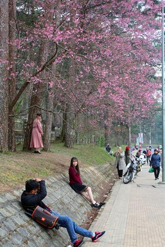 Mai anh đào nở rộ trên phố Trần Hưng Đạo (Đà Lạt). Ảnh: Chu Quốc Hùng - TTXVN