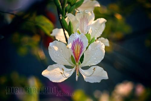 Thung lũng mây trên đỉnh đèo Pha Đin. Khung cảnh thanh bình trên cánh đồng Mường Thanh. Ảnh: V.T.C Bản của người Khơ Mú (xã Keo Lôm, huyện Điện Biên Đông). Ảnh: V.T.C Một góc thị xã Mường Lay. Ảnh: V.T.C Thung lũng Nậm Cổ Hú (xã Thanh Nưa, huyện Điện Biên). Ảnh: V.T.C Mùa hoa ban nở. Ảnh: V.T.C Đây là loại hoa đặc trưng ở vùng Tây Bắc. Ảnh: V.T.C Hoa ban tràn ngập khắp bản làng Điện Biên. Ảnh: V.T.C Vẻ đẹp tinh khiết, mong manh của hoa ban làm say đắm lòng người. Ảnh: V.T.C Hoa ban ngợp trên phố. Ảnh: V.T.C Loài hoa trắng này gắn với câu chuyện về một tình yêu bất tử nơi núi rừng. Ảnh: V.T.C Thung lũng mây trên đỉnh đèo Pha Đin. Khung cảnh thanh bình trên cánh đồng Mường Thanh. Ảnh: V.T.C Bản của người Khơ Mú (xã Keo Lôm, huyện Điện Biên Đông). Ảnh: V.T.C Một góc thị xã Mường Lay. Ảnh: V.T.C Thung lũng Nậm Cổ Hú (xã Thanh Nưa, huyện Điện Biên). Ảnh: V.T.C Mùa hoa ban nở. Ảnh: V.T.C Đây là loại hoa đặc trưng ở vùng Tây Bắc. Ảnh: V.T.C Hoa ban tràn ngập khắp bản làng Điện Biên. Ảnh: V.T.C Vẻ đẹp tinh khiết, mong manh của hoa ban làm say đắm lòng người. Ảnh: V.T.C Hoa ban ngợp trên phố. Ảnh: V.T.C Loài hoa trắng này gắn với câu chuyện về một tình yêu bất tử nơi núi rừng. Ảnh: V.T.C