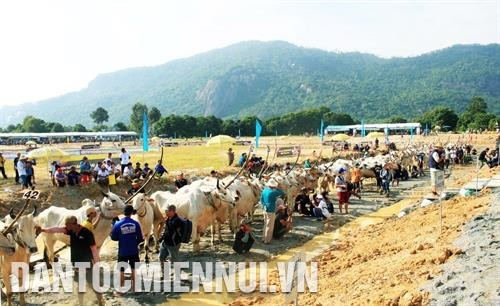 Hội đua bò Bảy Núi là một lễ hội nông nghiệp độc đáo, có một không hai của đồng bào dân tộc Khmer ở hai huyện Tịnh Biên và Tri Tôn. Ảnh: Thanh Sang Hội đua bò Bảy Núi là một lễ hội nông nghiệp độc đáo, có một không hai của đồng bào dân tộc Khmer ở hai huyện Tịnh Biên và Tri Tôn. Ảnh: Thanh Sang