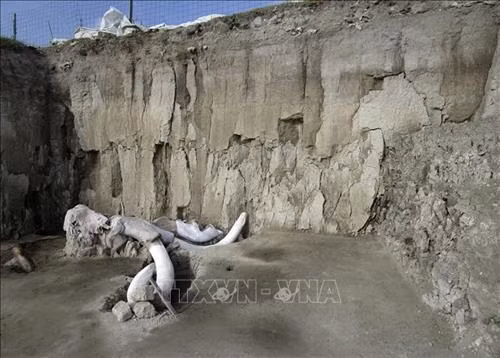 Hóa thạch xương voi ma mút được tìm thấy tại Tultepec, Mexico, ngày 6/11/2019. Ảnh: AFP/ TTXVN