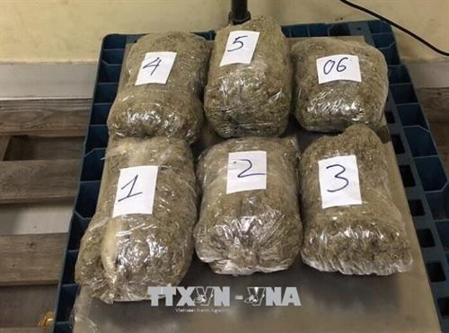 Số cần sa bị lực lượng Hải quan Tân Sơn Nhất phát hiện, thu giữ ngày 26/8/2018. Ảnh: Anh Tuấn – TTXVN