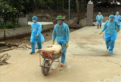 Di chuyển lợn bị bệnh dịch đến nơi tiêu hủy. Ảnh: An Đăng - TTXVN Di chuyển lợn bị bệnh dịch đến nơi tiêu hủy. Ảnh: An Đăng - TTXVN