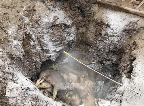 Công tác tiêu hủy lợn bị dịch được làm theo đúng quy trình. Ảnh: An Đăng - TTXVN Công tác tiêu hủy lợn bị dịch được làm theo đúng quy trình. Ảnh: An Đăng - TTXVN