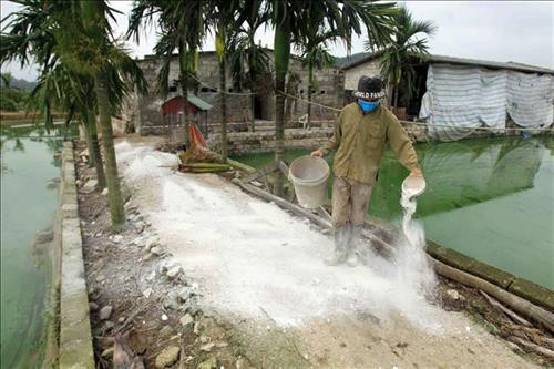 Sử dụng vôi bột tại ổ dịch, vùng dịch ngay sau khi di chuyển lợn bị bệnh đi tiêu hủy tại huyện Thủy Nguyên. Ảnh: An Đăng - TTXVN Sử dụng vôi bột tại ổ dịch, vùng dịch ngay sau khi di chuyển lợn bị bệnh đi tiêu hủy tại huyện Thủy Nguyên. Ảnh: An Đăng - TTXVN