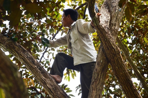 Nhà vườn leo lên cây hái để trái không bị dập.