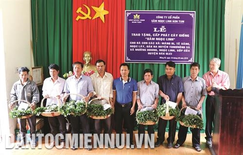 Công ty cổ phần sâm Ngọc Linh Kon Tum hỗ trợ cây giống cho đồng bào Xê-đăng ở xã Mường Hoong, huyện Đăk Glei. Ảnh: Quang Thái