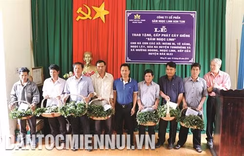 Công ty cổ phần sâm Ngọc Linh Kon Tum hỗ trợ cây giống cho đồng bào Xê-đăng ở xã Mường Hoong, huyện Đăk Glei. Ảnh: Quang Thái