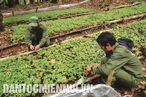 Vườn sâm Ngọc Linh trồng dưới tán rừng của Công ty trách nhiệm hữu hạn một thành viên Lâm nghiệp Đăk Tô (Kon Tum). Ảnh: Quang Thái