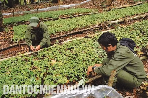 Vườn sâm Ngọc Linh trồng dưới tán rừng của Công ty trách nhiệm hữu hạn một thành viên Lâm nghiệp Đăk Tô (Kon Tum). Ảnh: Quang Thái