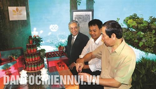 Sâm Ngọc Linh Kon Tum có nhiều công dụng và tính năng vượt trội mà các loại sâm khác không có. Ảnh: Quang Thái