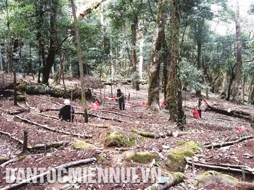 Kon Tum đang trồng, bảo tồn và phát triển hơn 400 ha sâm Ngọc Linh, trong đó chủ yếu là của Công ty cổ phần sâm Ngọc Linh Kon Tum. Ảnh: Quang Thái