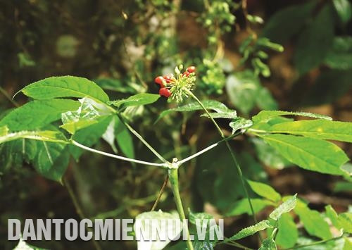 Sâm Ngọc Linh hiện là loại cây dược liệu giúp đồng bào dân tộc xóa đói giảm nghèo. Ảnh: Quang Thái